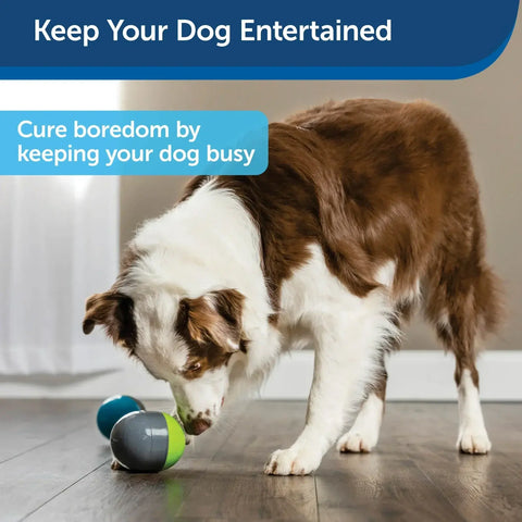 Ricochet Electronic Dog Toy.